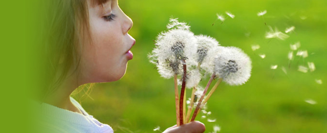 Little girl blowing on dandelions