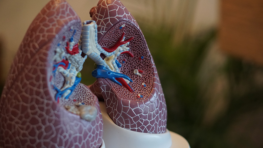 plastic model of two lungs